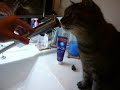 蛇口から水を飲む猫 a cat drinking water directly from tap