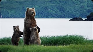 Filming Wild Bear Encounters in Alaska