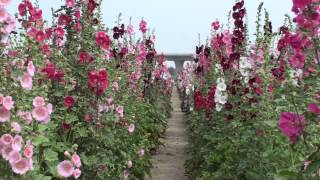 學甲竹竿花(蜀葵、一丈紅)