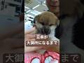 豆柴が大御所になるまで #shibaken #dog #shibainu #犬のいる暮らし #しば #おもしろ動画 #子犬 #柴犬 #youtubeshorts