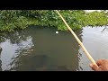 Pescaria de tucunare na corredeira modalidade Raiz usando isca viva