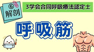 《2分で解説》【3学会合同呼吸療法認定士ー解剖】呼吸筋と呼吸運動