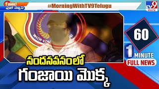 నందనవనం లో గంజాయి మొక్క - TV9