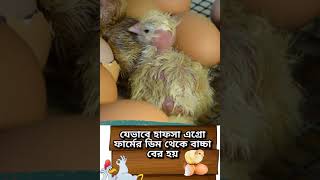 How To Start Hatching Chicken Eggs? যেভাবে মুরগির ডিম ফুটতে শুরু করে।