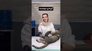 صاحبش وقتی فهمید عقیمش کردیم،کاش نمیکردیم این موجود خاصه#دامپزشکی #shortvideo #درمان#cat