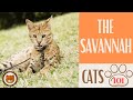 🐱 Cats 101 🐱 SAVANNAH CAT - Top Cat Facts about the SAVANNAH