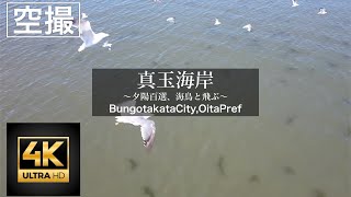 海鳥と飛ぶ！〈真玉海岸〉　大分県豊後高田市