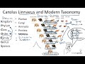 13.1.2 carolus linnaeus and modern taxonomy