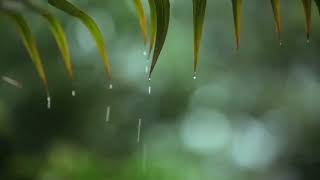 Rain Sounds for Sleeping 30 Minutes with Piano || Piano and rain sleep music 30 minutes