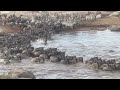 Steppin Out Catches Wildebeest Migration