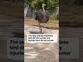 woman swings her handbag to fight off angry ostrich