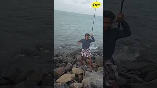 தனுஷ்கோடியில்🌊 கட்டை வச்சு தூக்கிய களவாய் மீன் 🦈💥💥 | Grouper fish caught in Dhanushkodi 💥👌👌