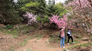 🇰🇷 Walking in Namsan Tower Circumference road / Seoul, Korea (Apr, 2021) / 남산타워 둘레길