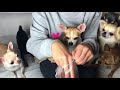 chelsea chihuahua tutorial tricky nail cutting