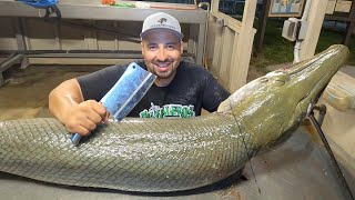 CLEANING AND FILLETING ALLIGATOR GAR FROM START TO FINISH