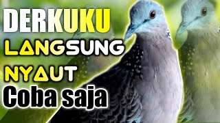 download mp3 tekukur download mp3 tekukur