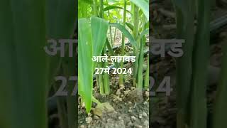 शेतीतल्या अनुभवाशिवाय पीक नाही! शेती शिवाय जिंदगीत मजा नाही!! #शेतकरीbrand #agri