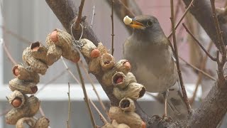 【野鳥観察】2023.02 その18