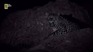 Wildlife of Iran: Persian Leopard / حیات وحش ایران: پلنگ ایرانی