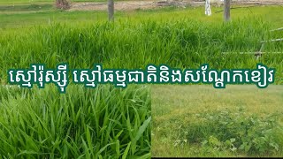 ស្មៅរ៉ុស្សី ស្មៅធម្មជាតិ នឹងសណ្តែកខៀវ _ Ruzi Grass, Green Bean and Mixed Grass