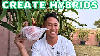 How To CREATE YOUR OWN Dragon Fruit Hybrids! Step-By-Step Guide