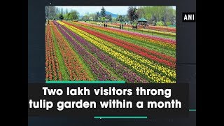 Two lakh visitors throng tulip garden within a month - Jammu \u0026 Kashmir News