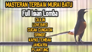 MASTERAN MURAI BATU ISIAN CILILIN KENARI LOVEBIRD KAPAS TEMBAK 100% BIKIN GACOR