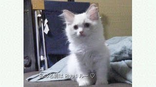 ラグドールの子猫が〜わが家にやってきた［Ruu #001］Ragdoll kitten came to my house