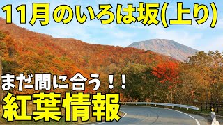 いろは坂(上り)の完全ガイド！！最高の紅葉をお楽しみ下さい！！！