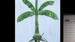 Banana tree art for Indian marriage, Banana tree Sketch,Art, Drawing,paint