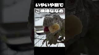 バナナを食べるイグアナが可愛すぎたｗｗ #shorts #爬虫類 #イグアナ #グリーンイグアナ #GreenIguana