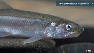 Plymouth's Marine Protected Area