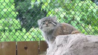 Pallas's cat　何を見てるのロータスくん❓　マヌルネコ　埼玉県こども動物自然公園にて　2022年6月5日　 00343