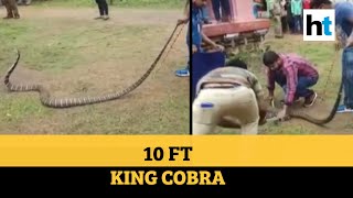 Watch: 10-ft long king cobra spotted at temple in Odisha