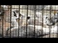 2016.5.7 ring tailed lemur　ワオキツネザル　生後８０日目　赤ちゃんは男の子？（日本平動物園）