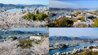 [4K] 瀬戸内海と尾道の街並みを望む桜の名所「尾道千光寺公園」