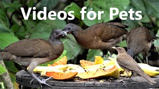 Exotic Birds Enjoying a Fruit Buffet - 10 Hour Video for Pets - Apr 05, 2023