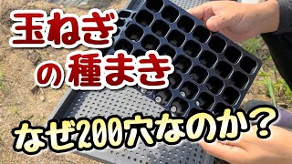 【玉ねぎ】種まき時期とその方法～200穴セルトレイを使う理由～