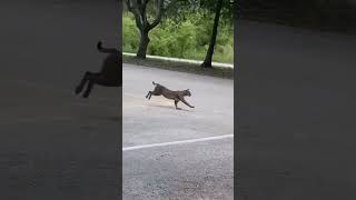 BOBCAT CHASES DOWN IGUANA AND INSTANTLY REGRETS IT! #shorts