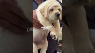 #Gabbar Labradors #viralvideo #puppy #ytshorts #trending #ambalawale #doglover #labradorretriever🐶