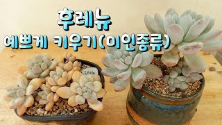 후레뉴 예쁘게 키우기 ㅎ 다육이 미인 휴레뉴 ~ 으뜸이죠 ㅎ