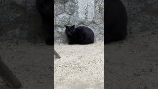 神戸諏訪山公園の賢い黒猫