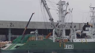 ９月２０日　第１８常磐丸は水揚げ中