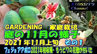 【XYOSSIYのライフチャンネル】2021年１１ 月上旬の様子その１　フェイジョアアポロ本年度分初収穫、ビワ湯川来年収穫分の花穂をつけだす。