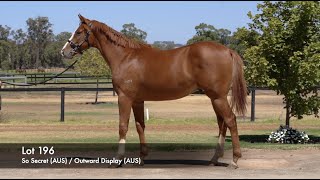 Lot 196 - So Secret (AUS) / Outward Display (AUS) - Chestnut Colt