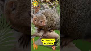 🌟Dwarf Mongoose🌳Kids Story Magic House📚#kidsvideo #animals #kidsvideo #kidslearning #kids #animal