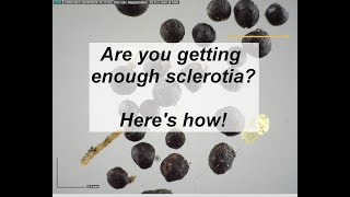 Need more sclerotia? Here's how to get 'em!