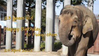 ボルネオゾウ ふくちゃん23歳のお誕生日 Fuku chan's 23rd birthday