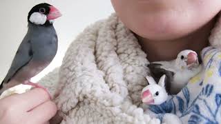 【BabyBirds VLOG】成長中・孵化後のヒナ様たちの日常【成長記録2/3】【文鳥6羽】