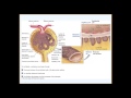 The renal physiology (Part I)